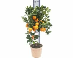 Orange FloraSelf Citrus Calamondin H 60-70 Cm Ø 19 Cm Topf