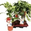 Snack-Paprika Rot FloraSelf FloraSelf Capsicum Annuum Ø 14 Cm Topf -Hornbach Gartenmarkt DV 8 8713258 01 4c DE 20170404101246
