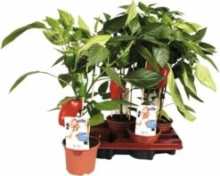 Snack-Paprika Rot FloraSelf FloraSelf Capsicum Annuum Ø 14 Cm Topf