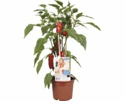 Snack-Paprika Rot FloraSelf FloraSelf Capsicum Annuum Ø 14 Cm Topf -Hornbach Gartenmarkt DV 8 8713259 01 4c CH 20170404101201