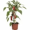Snack-Paprika Rot FloraSelf FloraSelf Capsicum Annuum Ø 14 Cm Topf -Hornbach Gartenmarkt DV 8 8713259 02 4c CH 20170404101132