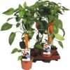 Snack-Paprika Orange FloraSelf FloraSelf Capsicum Annuum Ø 14 Cm Topf -Hornbach Gartenmarkt DV 8 8713260 01 4c DE 20170404113050