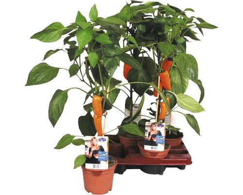 Snack-Paprika Orange FloraSelf FloraSelf Capsicum Annuum Ø 14 Cm Topf 3 Snack-Paprika Orange FloraSelf FloraSelf Capsicum Annuum Ø 14 Cm Topf