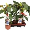 Snack-Chilipfeffer FloraSelf Capsicum Chinense 'Basket Of Fire' Ø 14 Cm Topf
