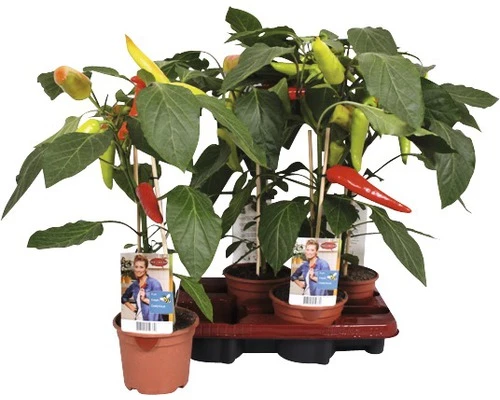 Snack-Chilipfeffer FloraSelf Capsicum Chinense 'Basket Of Fire' Ø 14 Cm Topf 3 Snack-Chilipfeffer FloraSelf Capsicum Chinense 'Basket Of Fire' Ø 14 Cm Topf