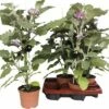 Snack-Aubergine FloraSelf Solanum Melongena 'Jackpot' Ø 14 Cm Topf -Hornbach Gartenmarkt DV 8 8713264 01 4c DE 20170404113408