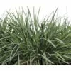 Blaues Schillergras FloraSelf Koeleria Glauca H 5-50 Cm Co 0,5 L