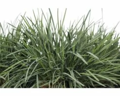 Blaues Schillergras FloraSelf Koeleria Glauca H 5-50 Cm Co 0,5 L