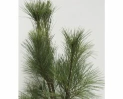 Tränen-Kiefer FloraSelf Pinus Wallichiana 'Densa Hill' H 80-100 Cm Co 10 L 9 Tränen-Kiefer FloraSelf Pinus Wallichiana 'Densa Hill' H 80-100 Cm Co 10 L -Hornbach Gartenmarkt DV 8 8741202 03 4c DE 20200311072420