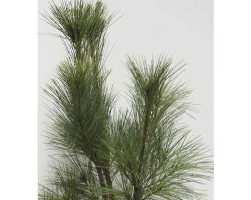 Tränen-Kiefer FloraSelf Pinus Wallichiana 'Densa Hill' H 80-100 Cm Co 10 L 6 Tränen-Kiefer FloraSelf Pinus Wallichiana 'Densa Hill' H 80-100 Cm Co 10 L – Bild 4