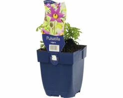 Küchenschelle Blau FloraSelf Pulstilla Vulgaris H 5-20 Cm Co 0,5 L (6 Stk.)