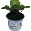 Erdbeere FloraSelf Fragaria X Ananassa 'Rumba' Ø 9 Cm Topf -Hornbach Gartenmarkt DV 8 8760493 01 4c DE 20180309211554