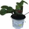 Erdbeere FloraSelf Fragaria X Ananassa 'Sonata' Ø 9 Cm Topf 1 Erdbeere FloraSelf Fragaria X Ananassa 'Sonata' Ø 9 Cm Topf -Hornbach Gartenmarkt DV 8 8760494 01 4c DE 20180309212052