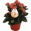 Flammendes Käthchen Orange FloraSelf Kalanchoe Blosfeldiana Gardenlina™ Ø 12 Cm Topf -Hornbach Gartenmarkt DV 8 8766355 01 4c NL 20161005000320