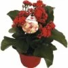 Flammendes Käthchen Rot FloraSelf Kalanchoe Blosfeldiana Gardenlina™ Ø 12 Cm Topf 2 Flammendes Käthchen Rot FloraSelf Kalanchoe Blosfeldiana Gardenlina™ Ø 12 Cm Topf -Hornbach Gartenmarkt DV 8 8766357 01 4c NL 20161004234701