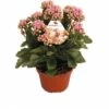Flammendes Käthchen Rosa FloraSelf Kalanchoe Blosfeldiana Gardenlina™ Ø 12 Cm Topf 2 Flammendes Käthchen Rosa FloraSelf Kalanchoe Blosfeldiana Gardenlina™ Ø 12 Cm Topf -Hornbach Gartenmarkt DV 8 8766358 01 4c NL 20161004130359