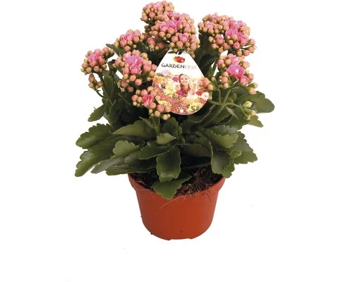 Flammendes Käthchen Rosa FloraSelf Kalanchoe Blosfeldiana Gardenlina™ Ø 12 Cm Topf 3 Flammendes Käthchen Rosa FloraSelf Kalanchoe Blosfeldiana Gardenlina™ Ø 12 Cm Topf