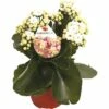 Flammendes Käthchen Weiß FloraSelf Kalanchoe Blosfeldiana Gardenlina™ Ø 12 Cm Topf 2 Flammendes Käthchen Weiß FloraSelf Kalanchoe Blosfeldiana Gardenlina™ Ø 12 Cm Topf -Hornbach Gartenmarkt DV 8 8766359 01 4c NL 20161004235302