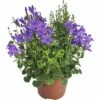 Glockenblume FloraSelf Campanula Portenschlagiana 'Dark Take Blue' Ø 12 Cm Topf -Hornbach Gartenmarkt DV 8 8784541 01 4c DE 20180307181552