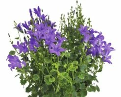 Glockenblume FloraSelf Campanula Portenschlagiana 'Dark Take Blue' Ø 12 Cm Topf -Hornbach Gartenmarkt DV 8 8784541 02 4c RO 20210112051657