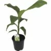 Zierbanane FloraSelf Musa Basjoo H 25-30 Cm Ø 17 Cm Topf -Hornbach Gartenmarkt DV 8 8806090 01 4c NL 20161006184310