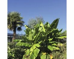 Zierbanane FloraSelf Musa Basjoo H 25-30 Cm Ø 17 Cm Topf -Hornbach Gartenmarkt DV 8 8806090 02 4c NL 20161005204306