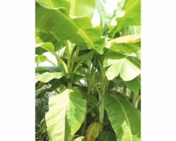 Zierbanane FloraSelf Musa Basjoo H 25-30 Cm Ø 17 Cm Topf -Hornbach Gartenmarkt DV 8 8806090 03 4c DE 20180306121141