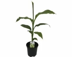 Zierbanane FloraSelf Musa Basjoo H 25-30 Cm Ø 17 Cm Topf -Hornbach Gartenmarkt DV 8 8806090 05 4c DE 20180307182121