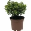 Stechpalme FloraSelf Ilex Meserveae 'Little Rascal' H 25-30 Cm -Hornbach Gartenmarkt DV 8 8839590 01 4c DE 20190130092938