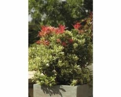 Lavendelheide FloraSElf Pieris Japonica 'Carnaval' H 40-50 Cm Co 6 L