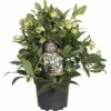 Schneerose 'Winterbells' FloraSelf Helleborus 'Winterbell' Ø 17 Cm Topf -Hornbach Gartenmarkt DV 8 8860082 01 4c DE 20191116211652