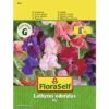 Duftwicken 'Mix' FloraSelf Samenfestes Saatgut Blumensamen -Hornbach Gartenmarkt DV 8 8872806 01 4c AT 20190411093920