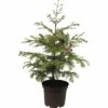 Urweltmammutbaum FloraSelf Metasequoia Glyptostroboides 'Chubby' H 40-60 Cm Co 5 L -Hornbach Gartenmarkt DV 8 8875641 01 4c DE 20151105174315