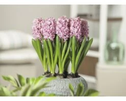 Hyazinthe FloraSelf Hyacinthus Orientalis 'Pink Pearl' Ø 9 Cm Topf -Hornbach Gartenmarkt DV 8 8875844 01 4c DE 20160920094431
