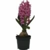 Hyazinthe FloraSelf Hyacinthus Orientalis 'Pink Pearl' Ø 9 Cm Topf -Hornbach Gartenmarkt DV 8 8875844 02 4c DE 20181213171755