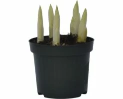 Netzblatt-Iris FloraSelf Iris Retuculata 'Katharina Hotchkin' Ø 9 Cm Topf -Hornbach Gartenmarkt DV 8 8875847 02 4c DE 20160921121556