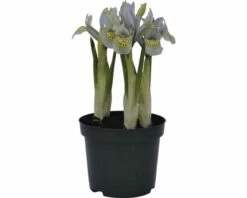 Netzblatt-Iris FloraSelf Iris Retuculata 'Katharina Hotchkin' Ø 9 Cm Topf -Hornbach Gartenmarkt DV 8 8875847 03 4c DE 20170309111634