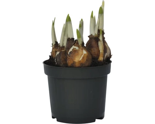 Narzisse, Osterglocke FloraSelf Narcissus Pseudonarcissus 'Minnow' Ø 9 Cm Topf 6 Narzisse, Osterglocke FloraSelf Narcissus Pseudonarcissus 'Minnow' Ø 9 Cm Topf – Bild 4