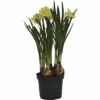 Narzisse, Osterglocke FloraSelf Narcissus Pseudonarcissus 'Minnow' Ø 9 Cm Topf -Hornbach Gartenmarkt DV 8 8875851 02 4c DE 20181214094653