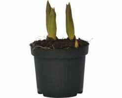 Tulpe FloraSelf Tulipa X Hybride 'Orange Princess' Ø 9 Cm Topf 8 Tulpe FloraSelf Tulipa X Hybride 'Orange Princess' Ø 9 Cm Topf -Hornbach Gartenmarkt DV 8 8875855 01 4c DE 20160920164853