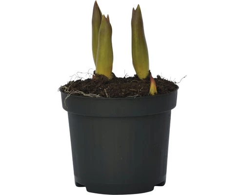 Tulpe FloraSelf Tulipa X Hybride 'Orange Princess' Ø 9 Cm Topf 5 Tulpe FloraSelf Tulipa X Hybride 'Orange Princess' Ø 9 Cm Topf – Bild 3