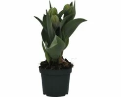 Tulpe FloraSelf Tulipa X Hybride 'Orange Princess' Ø 9 Cm Topf 9 Tulpe FloraSelf Tulipa X Hybride 'Orange Princess' Ø 9 Cm Topf -Hornbach Gartenmarkt DV 8 8875855 02 4c DE 20170309111634