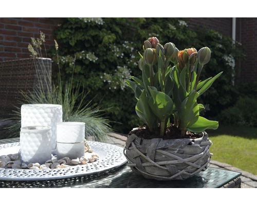 Tulpe FloraSelf Tulipa X Hybride 'Orange Princess' Ø 9 Cm Topf 3 Tulpe FloraSelf Tulipa X Hybride 'Orange Princess' Ø 9 Cm Topf