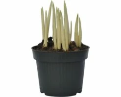 Krokus FloraSelf Crocus Flavus Ø 12 Cm Topf -Hornbach Gartenmarkt DV 8 8875856 03 4c DE 20160920165338