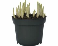 Krokus FloraSelf Crocus Vernus 'Remembrance' Ø 12 Cm Topf -Hornbach Gartenmarkt DV 8 8875857 03 4c DE 20160920165033