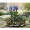 Hyazinthe FloraSelf Hyacinthus Orientalis 'Blue Star' Ø 12 Cm Topf -Hornbach Gartenmarkt DV 8 8875859 02 4c DE 20170309111852