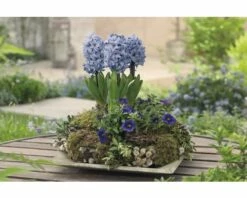 Hyazinthe FloraSelf Hyacinthus Orientalis 'Blue Star' Ø 12 Cm Topf
