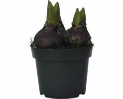 Hyazinthe FloraSelf Hyacinthus Orientalis 'Pink Pearl' Ø 12 Cm Topf 7 Hyazinthe FloraSelf Hyacinthus Orientalis 'Pink Pearl' Ø 12 Cm Topf -Hornbach Gartenmarkt DV 8 8875860 01 4c DE 20170309111832