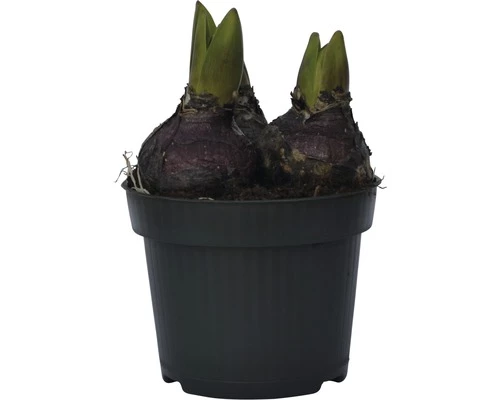 Hyazinthe FloraSelf Hyacinthus Orientalis 'Pink Pearl' Ø 12 Cm Topf 5 Hyazinthe FloraSelf Hyacinthus Orientalis 'Pink Pearl' Ø 12 Cm Topf – Bild 3