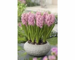 Hyazinthe FloraSelf Hyacinthus Orientalis 'Pink Pearl' Ø 12 Cm Topf